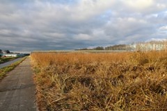 Tuinbouwbedrijf Achterdiep NZ Sappemeer foto 1.jpeg